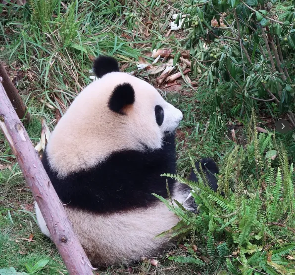 成都大熊猫基地把全国景区的饭碗给砸了