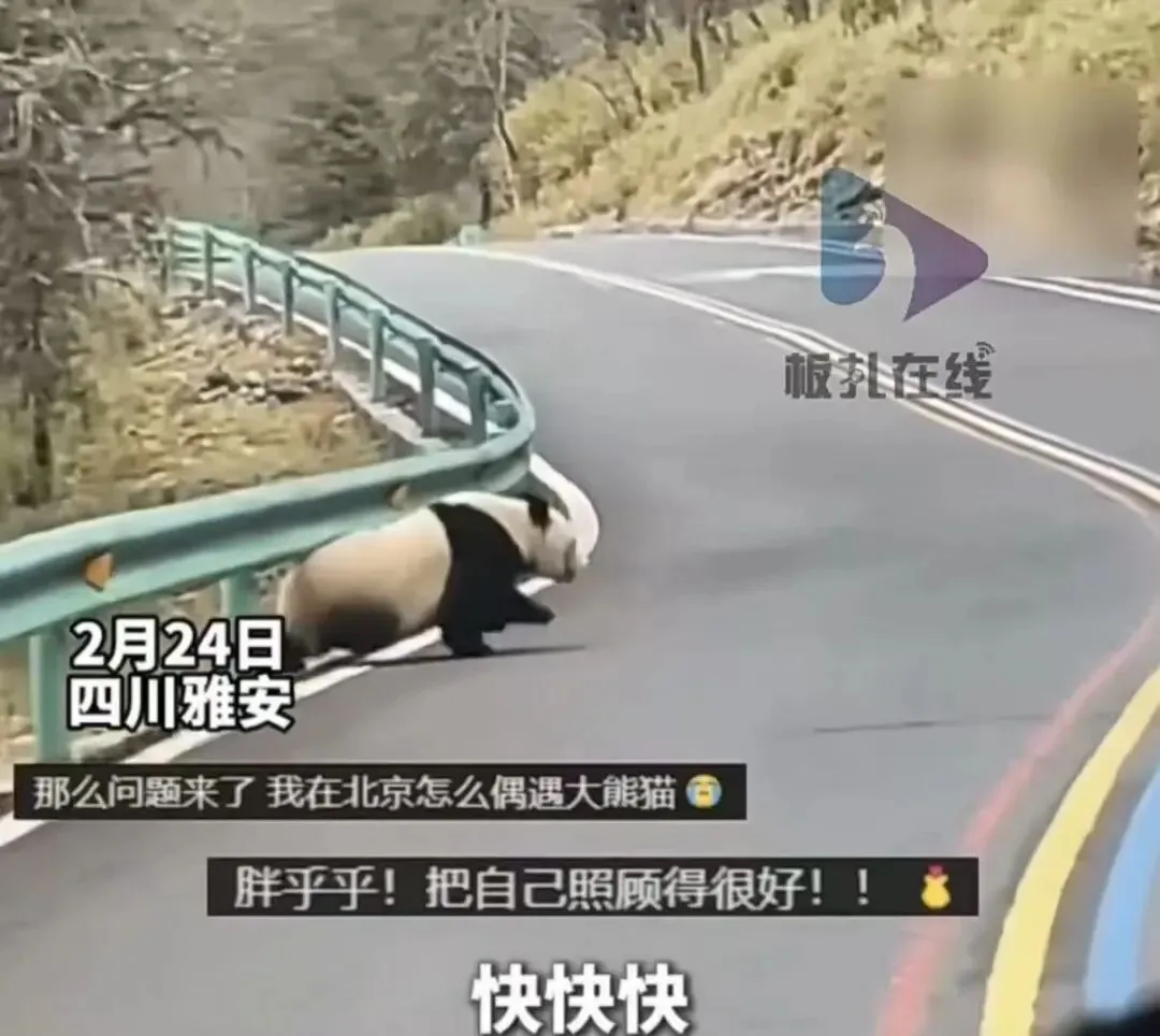 四川一景区偶遇野生熊猫穿越公路 车上游客瞬间沸腾!直呼太幸运了!