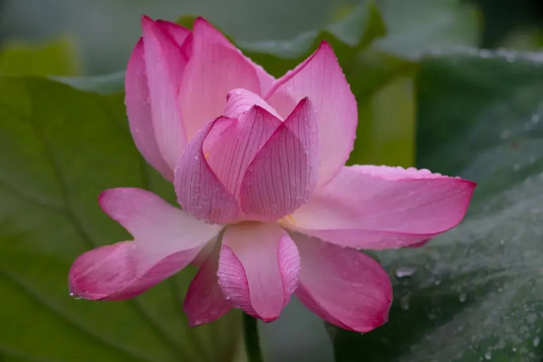 别再做扫兴的长辈了,面对子女的旅游和聚餐邀请,聪明的老人早就学会了享受