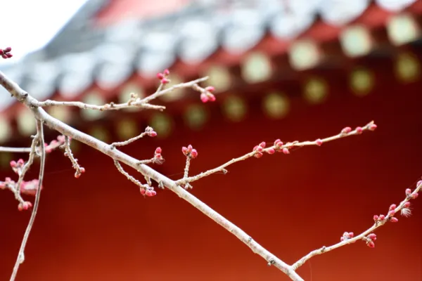【旅游资讯】天津的桃花,要开了!