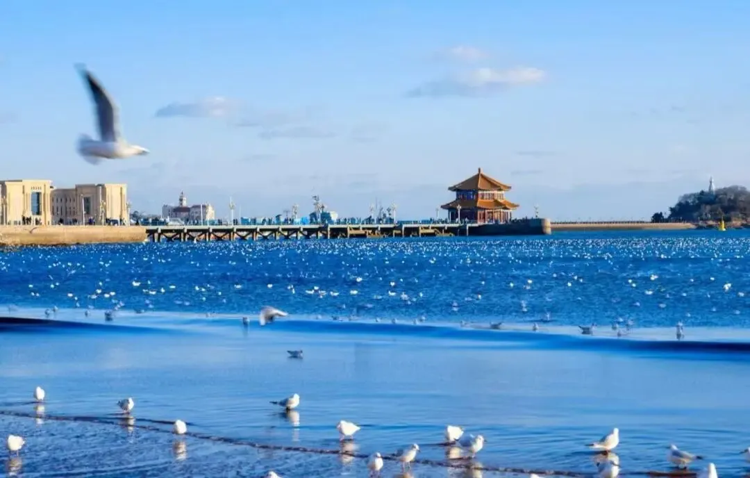 【青岛旅游跟团5天】2026最新报价+十大正规社排名,看完再选