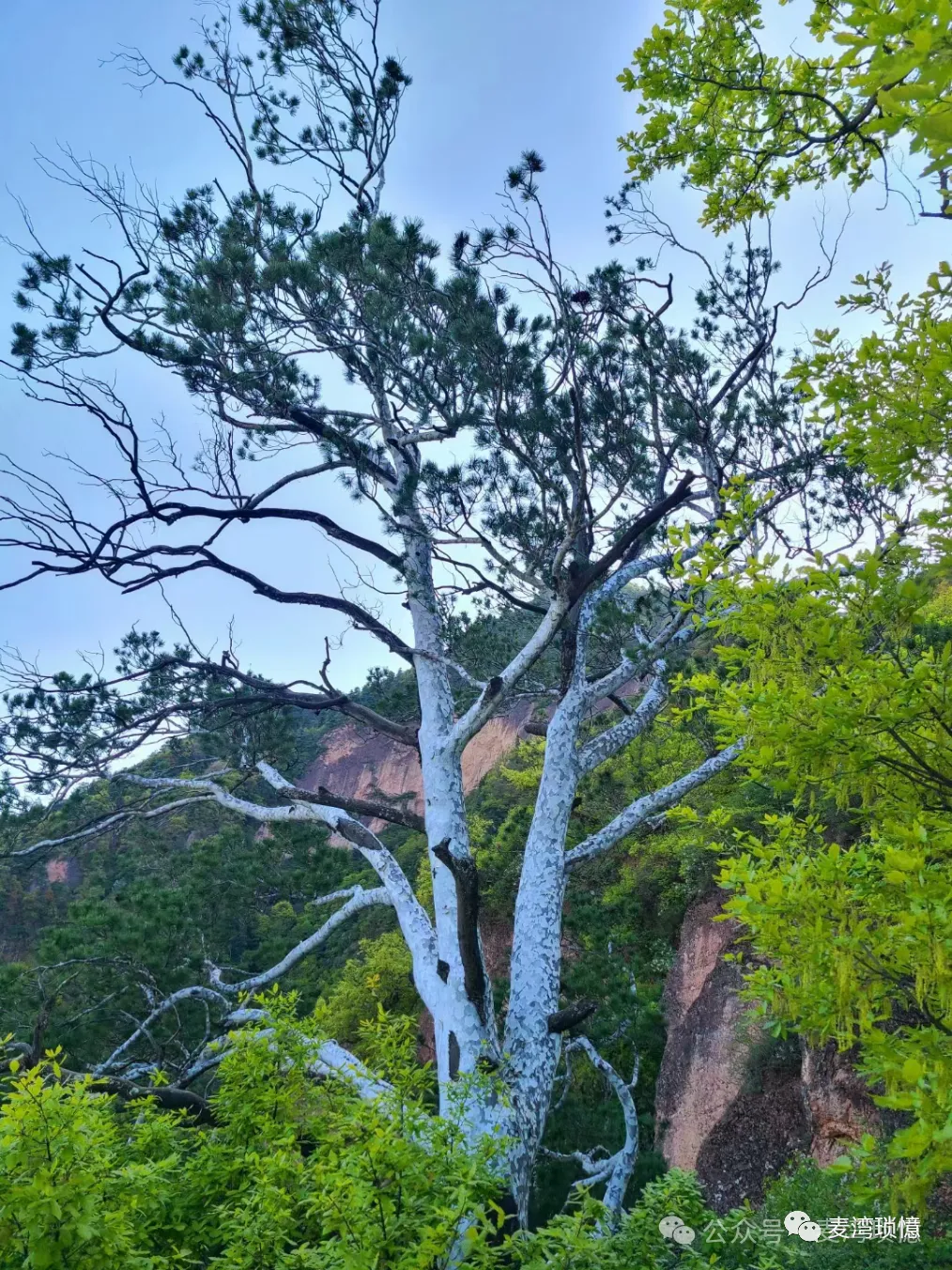 《春节在景区上班有感》/车念平 【车念平作品·麦湾琐憶·文化武山】