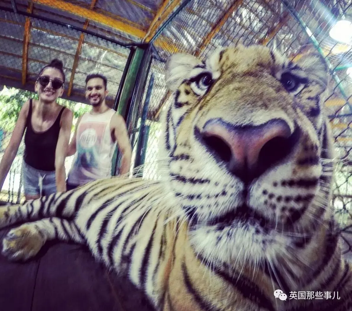 旅游途中跟小动物的自拍照背后,其实无比残忍……