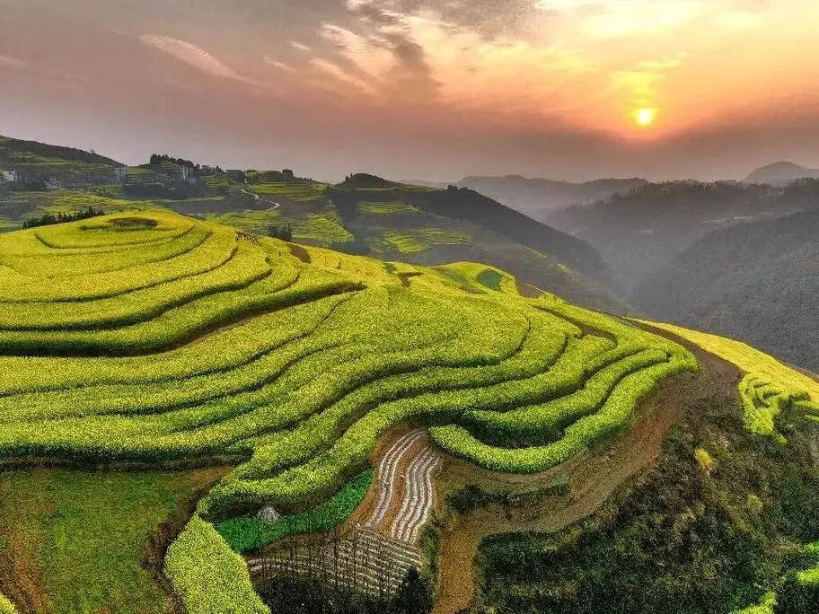 春季旅游逛吃攻略丨早春第一波金黄!2026赏罗平油菜花保姆级
