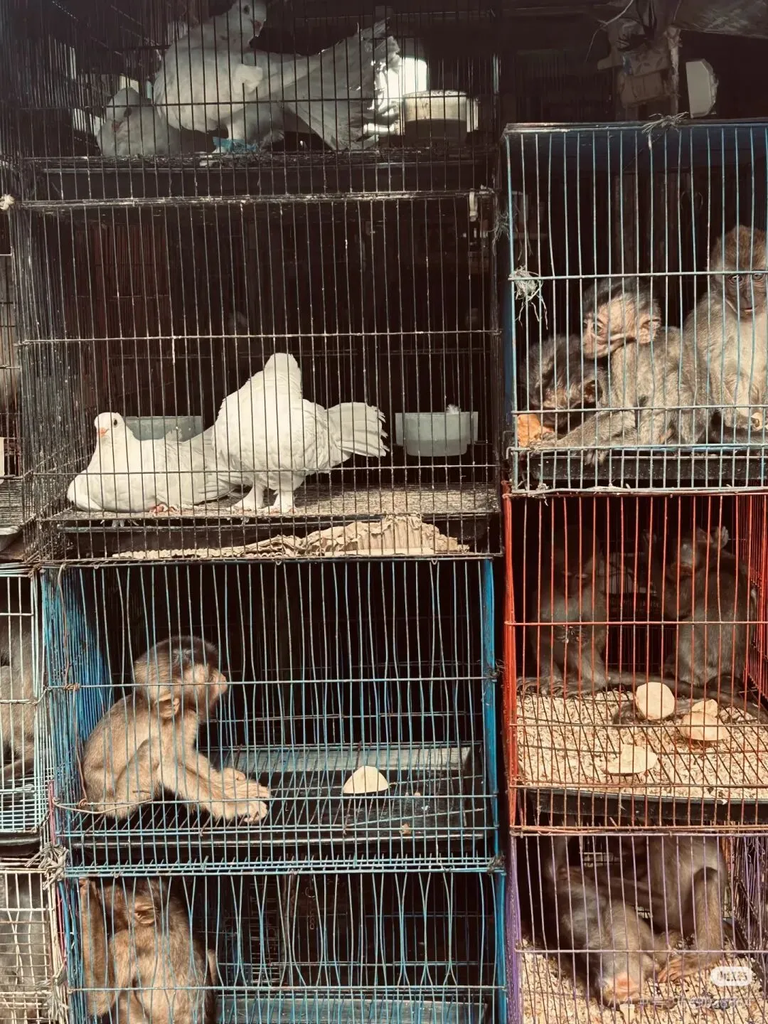 雅加达小众旅游景点 - 野生动物市场