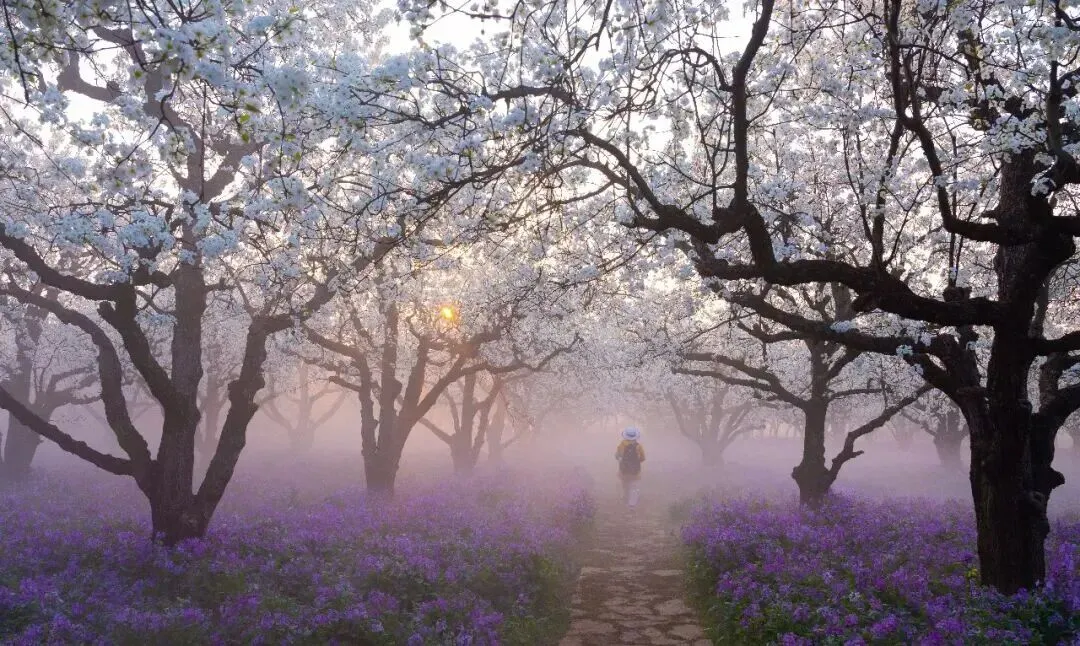 年度最强赏花线 兴化千垛景区+宿迁三台山两日游