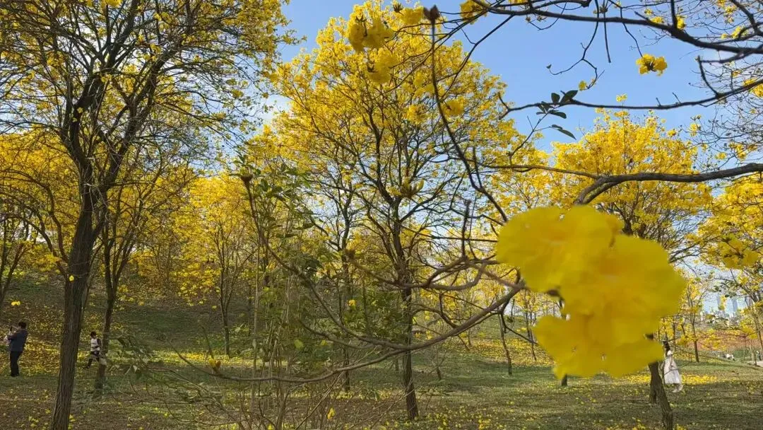 20块玩3天,老人忘带证也能进!这座景区,凭什么让全国人眼红? 