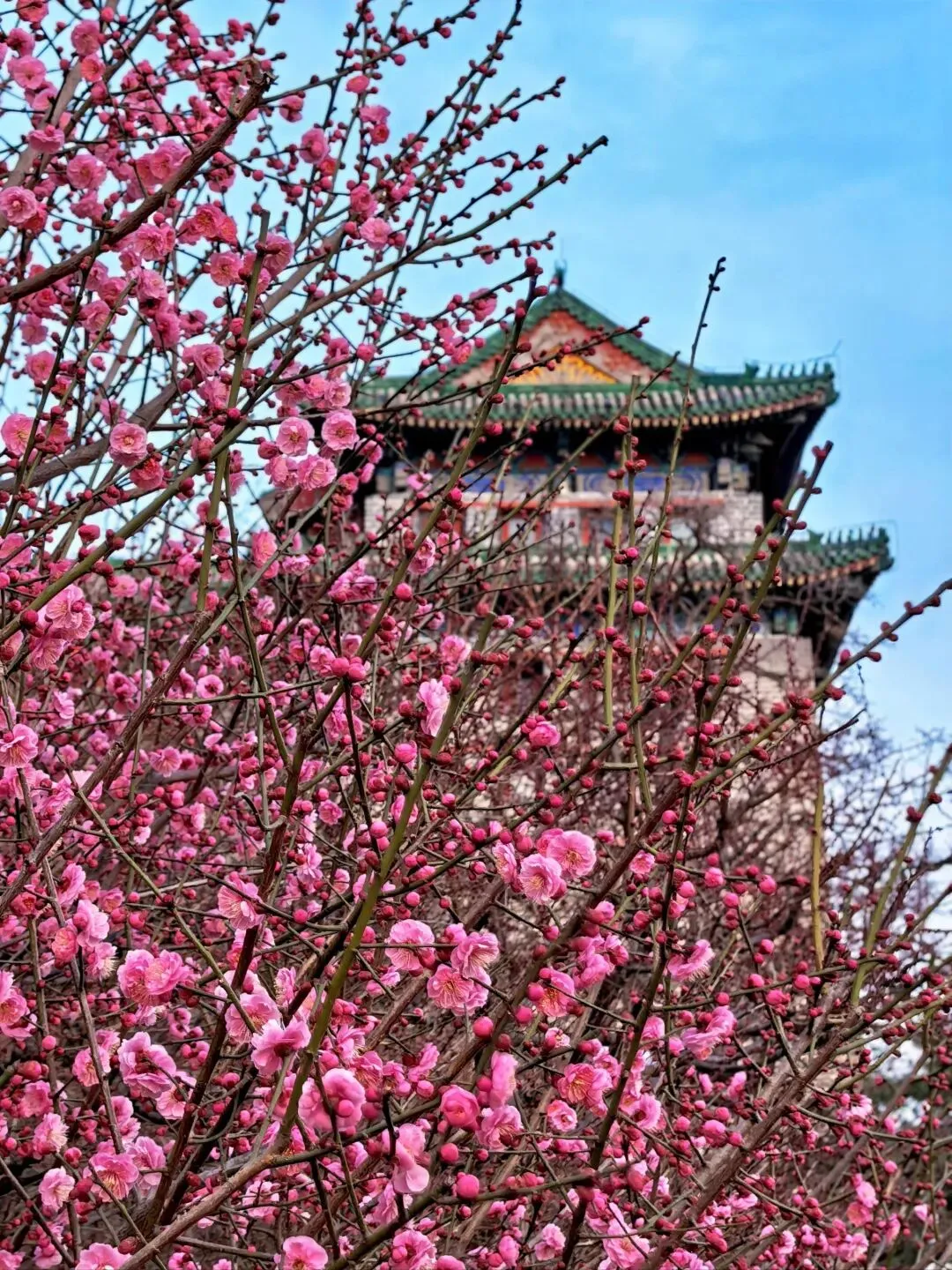 春季旅游逛吃攻略丨从梅花开到牡丹谢,12 种花期 + 美食,承包了北京春天的浪漫!