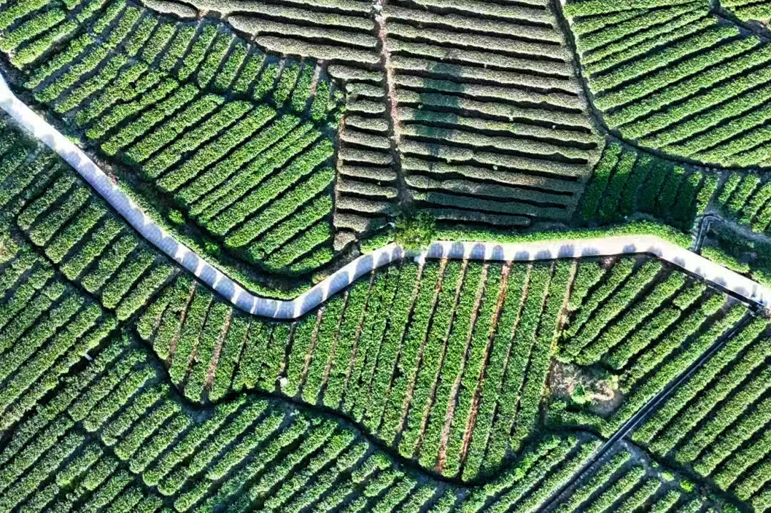 以茶为媒,以旅兴村!邛崃茶兰景区迎来春日旅游热