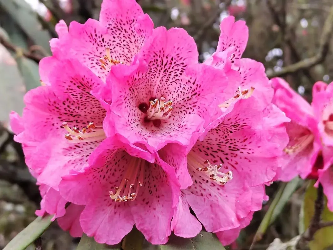 旅游集锦一贵州毕节杜鹃花(附攻略)<17>