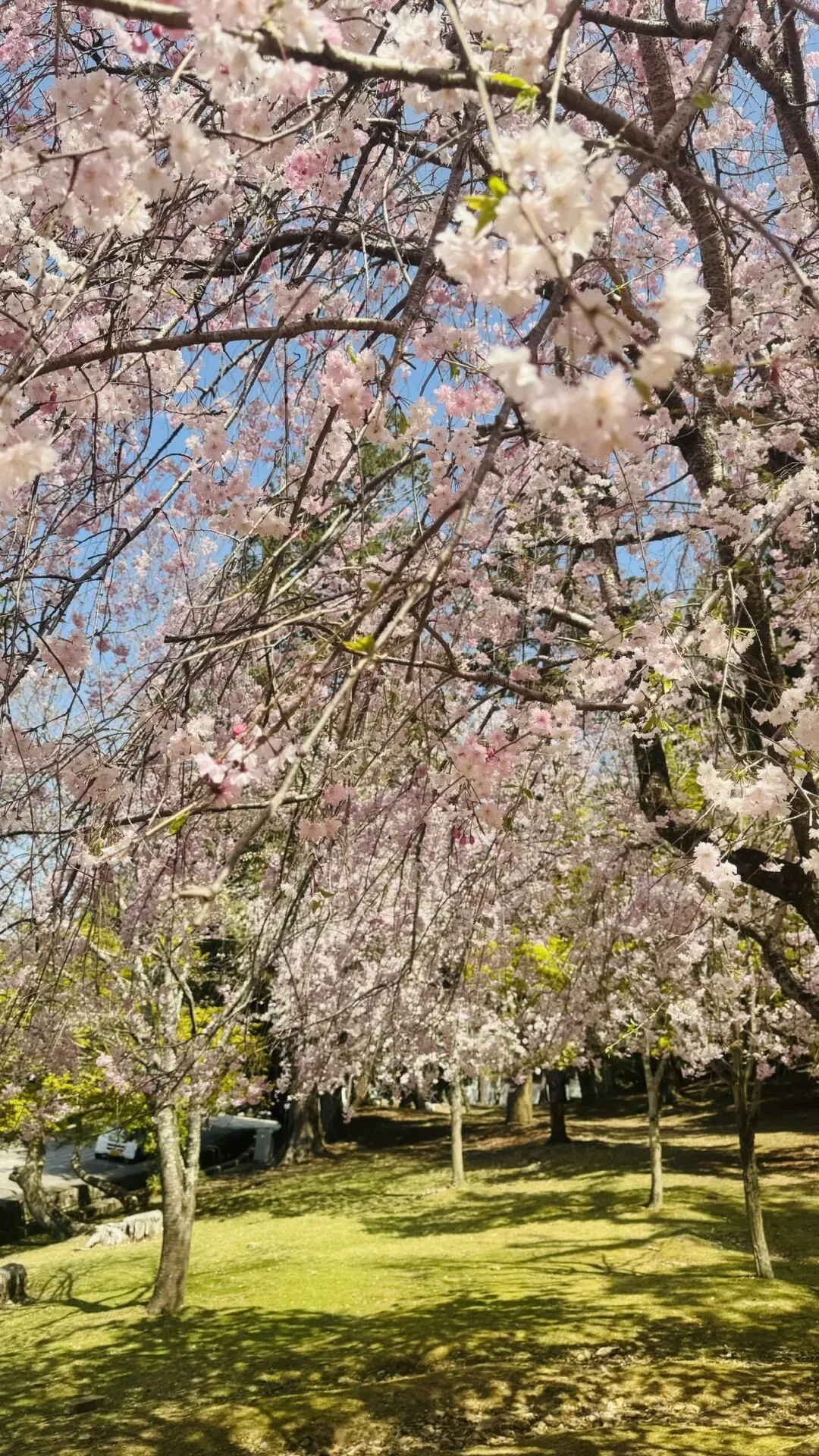 日本旅游可知哓的部分规矩规律