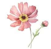 淄博多景区官宣:免票、优惠、送礼→