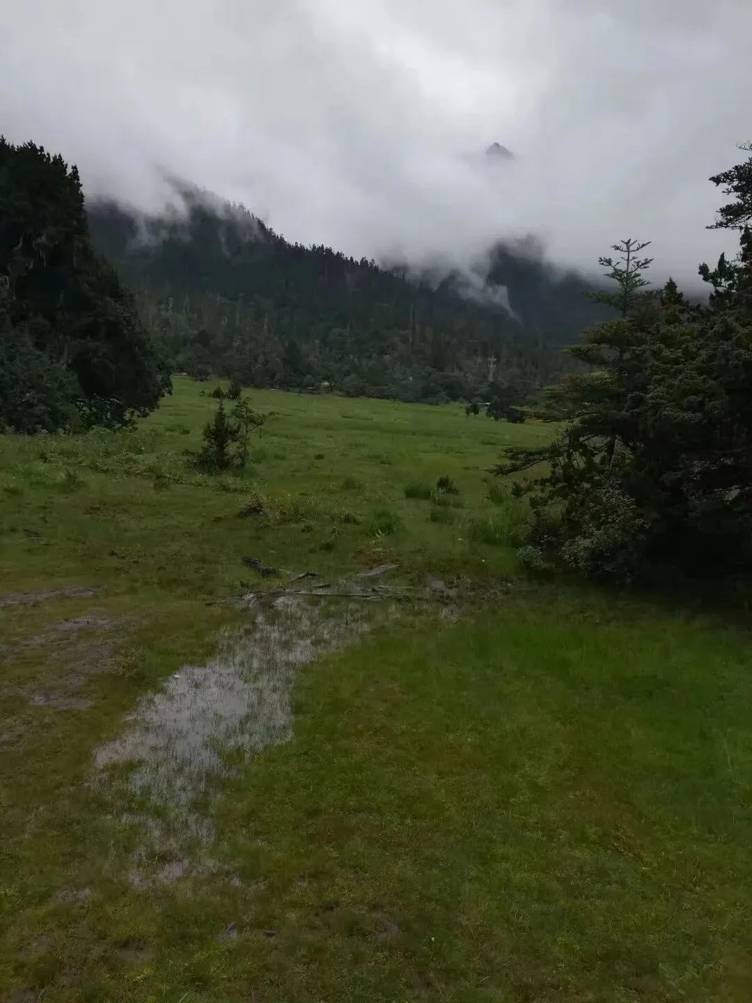 西藏之旅(14)林芝最美景点—南伊沟原始森林