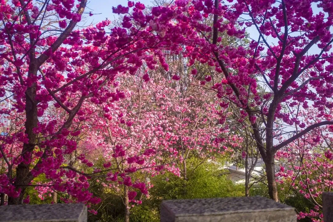 大理赏樱拍照不用去校园和景区,三月街的这座无名凉亭就很出片
