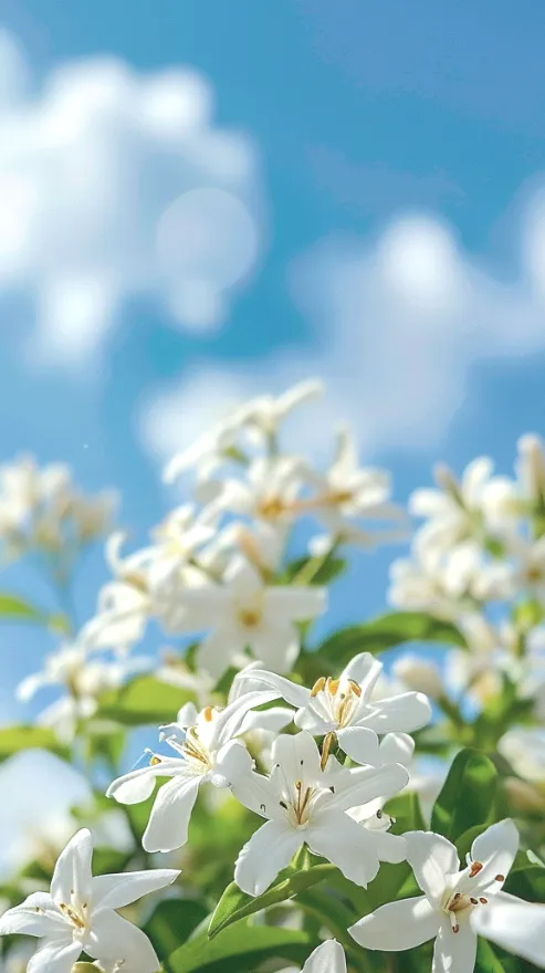 第十届“和美瓦屋·共赏花海”油菜花观光旅游活动正式开幕!