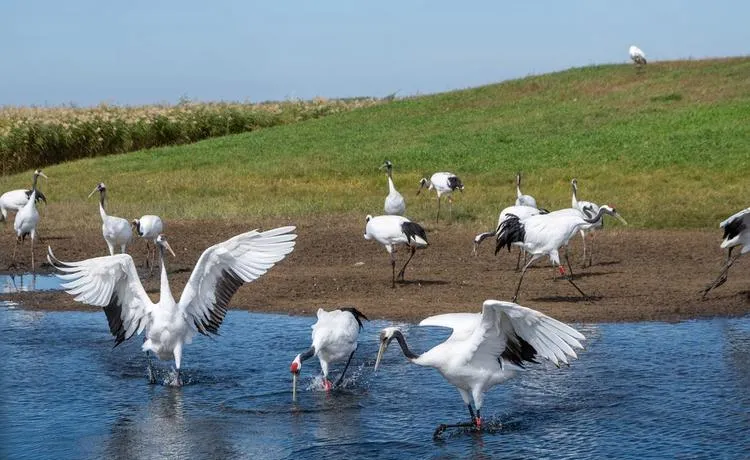 齐齐哈尔著名的旅游景点——扎龙湿地