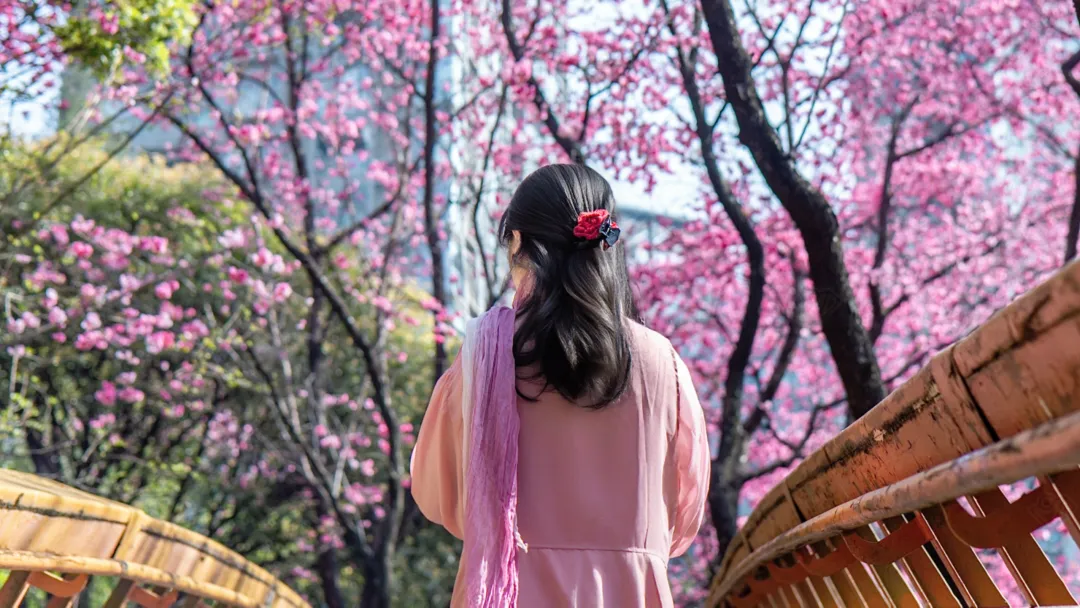 昆明某小区里的樱花堪比景区