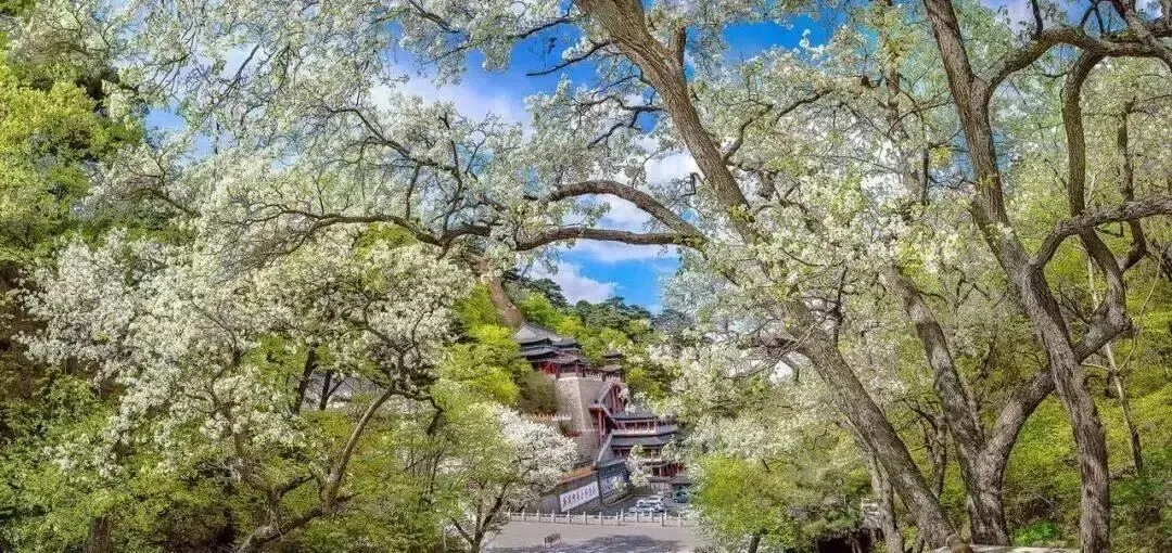 鞍山春季赏花旅游攻略!多条线路供您选择!快来点赞收藏!