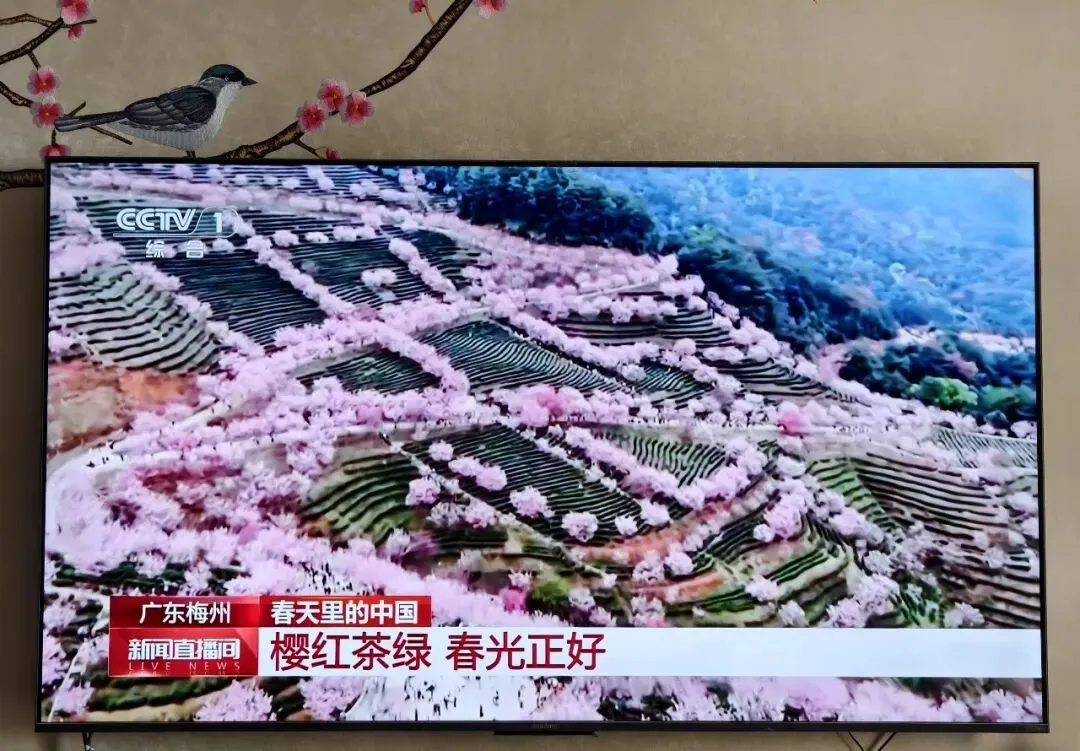 周边旅游•阴那山樱花上央视了