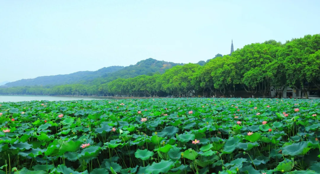 大批俄罗斯人“霸占”杭州街头,打着旅游的幌子,不拜灵隐寺不看西湖水,到底被啥迷住了?
