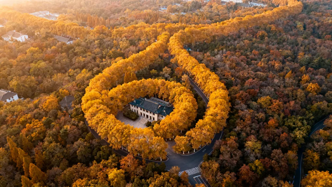 9个法国人涌进南京,打着旅游的名义不看中山陵不逛夫子庙,不吃鸭血粉丝汤,想干嘛