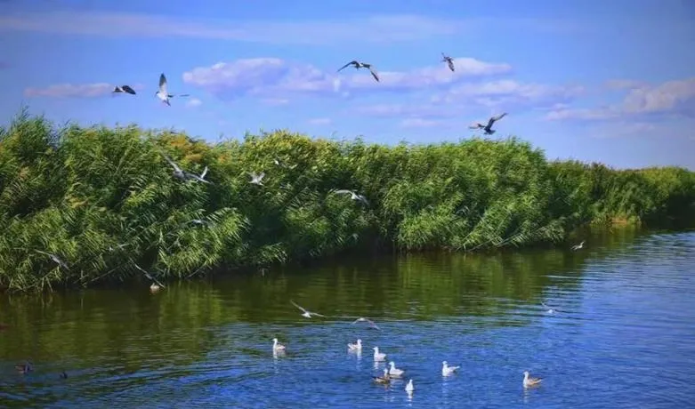 巴彦淖尔著名的旅游景点——乌梁素海