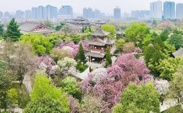 古刹樱雪——西安青龙寺旅游攻略