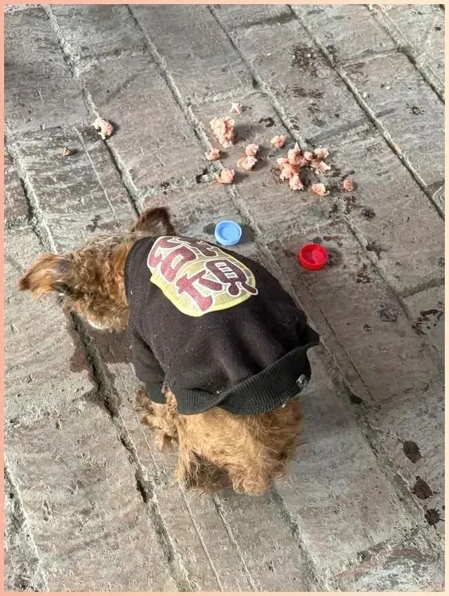 《景区石板路上,那件褪色的黑色卫衣,是它唯一留下的体面》