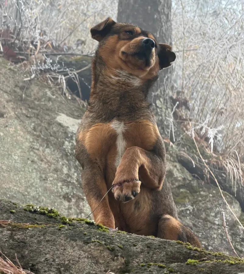 老君山景区的这条小狗是怎么了?在观音殿往山顶方向走,看到一只小狗,爪子上缠着一根铁丝,不知道是冻得还是痛得发抖,也不知怎么弄的