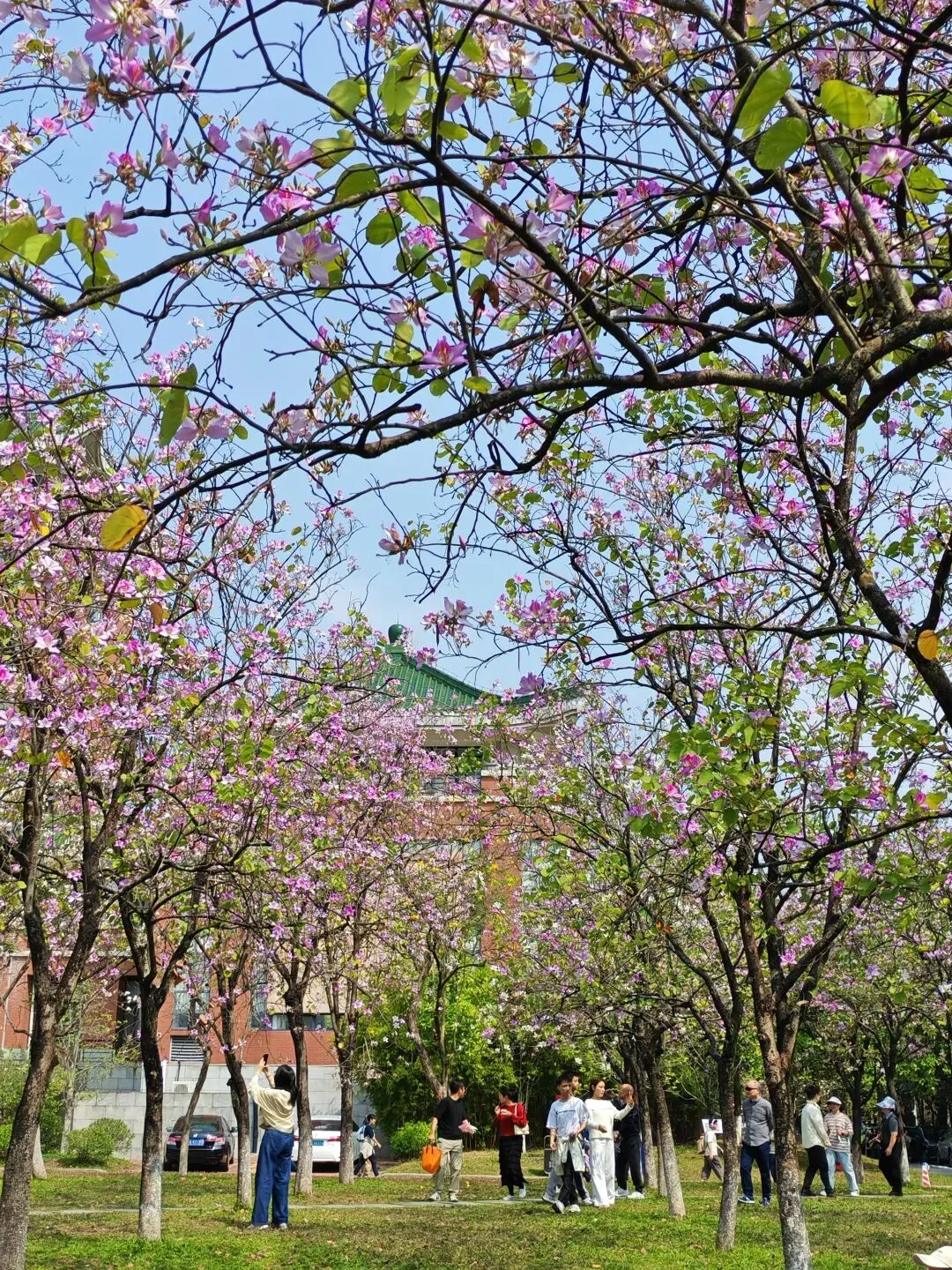 广州旅游攻略-华农大赏花