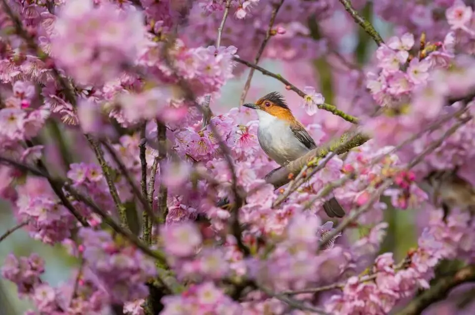 2026年鼋头渚最全旅游攻略-赴一场樱花海