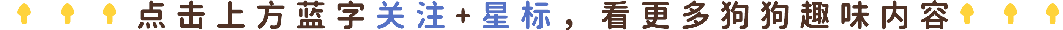 拉布拉多去旅游,晒成金毛回家,网友:太阳也喜欢rua狗吗?