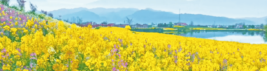 皇塘水乡景区观光摆渡车停靠点分布图详解来啦,赶紧看