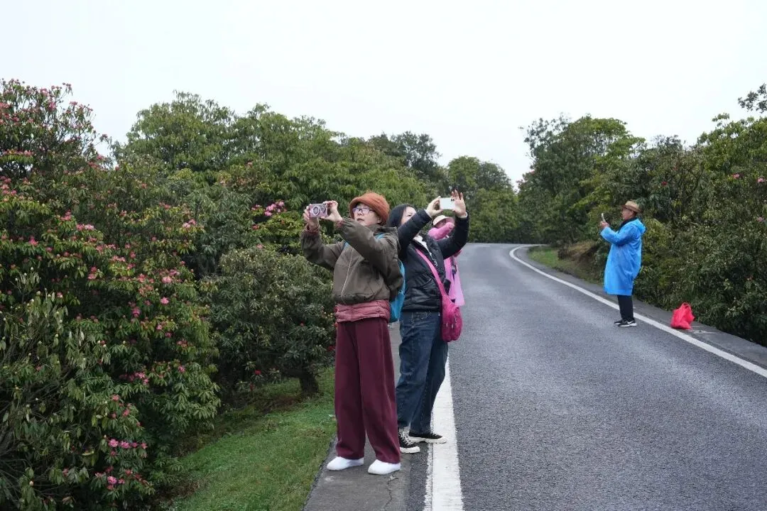 百里杜鹃景区正式进入赏花季