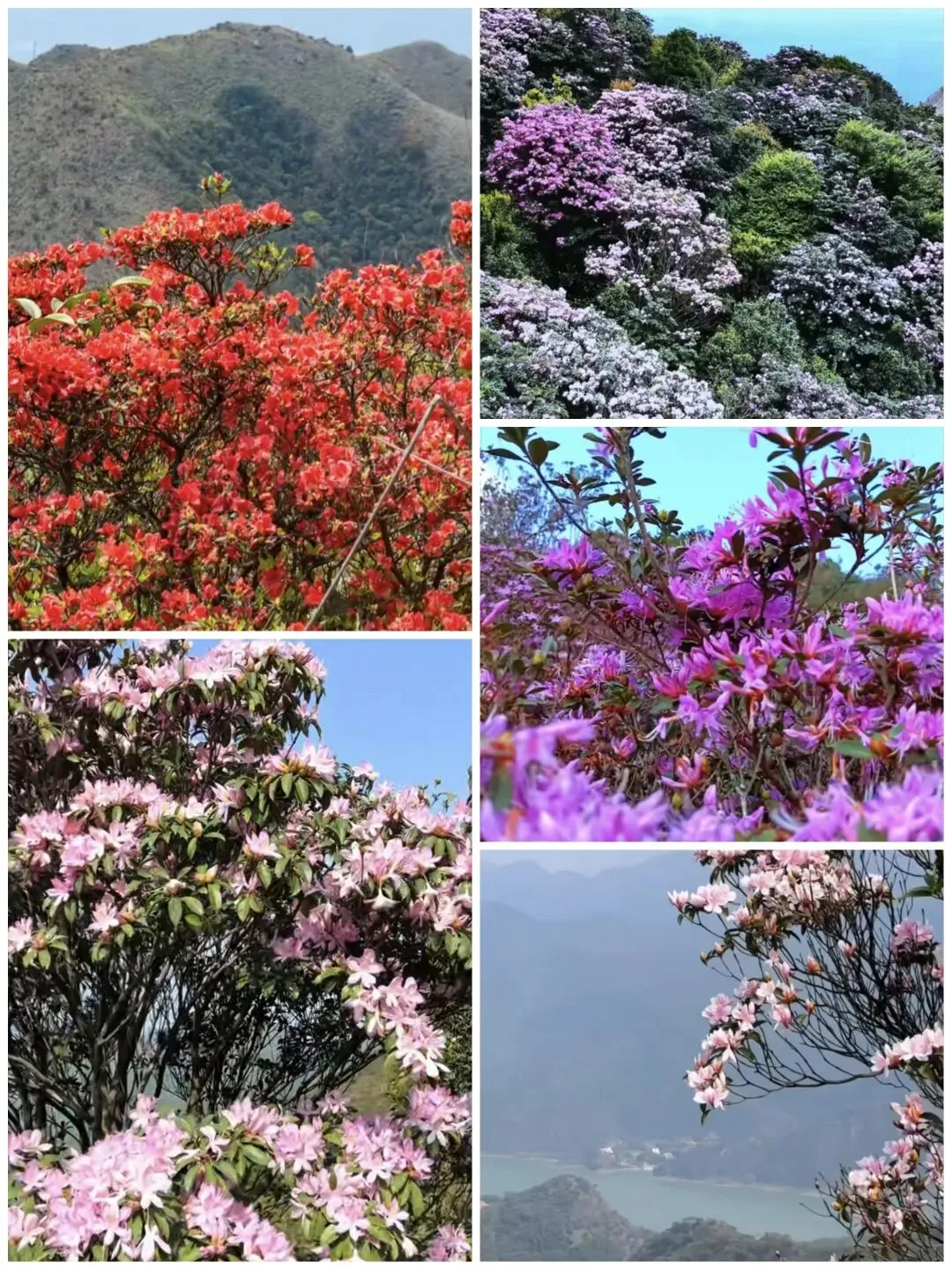 广东最佳七大观赏高山野杜鹃景点花期已到,再不来就要等明年了!