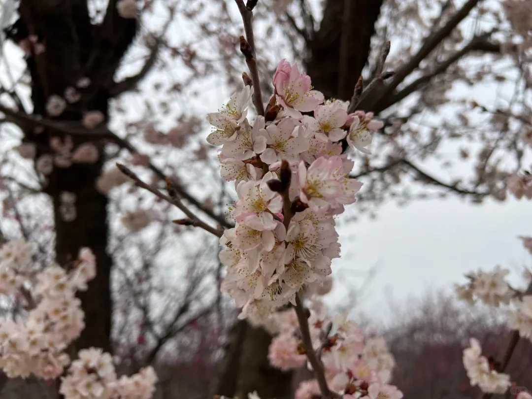 浪漫樱花季:古柏渡+丰乐樱花园双景点赏花休闲一日游