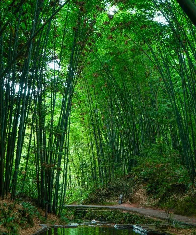 宜宾市十大旅游景点,川南一日游精华所在,你来吗?