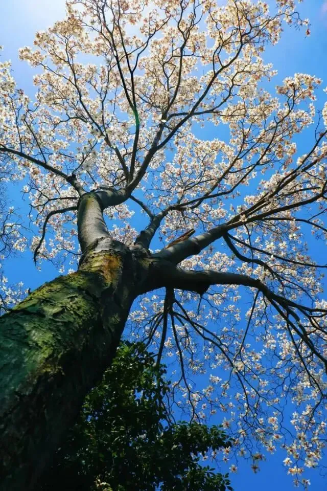 苏州1-10元门票景区的详细介绍+配图,信息精准好用