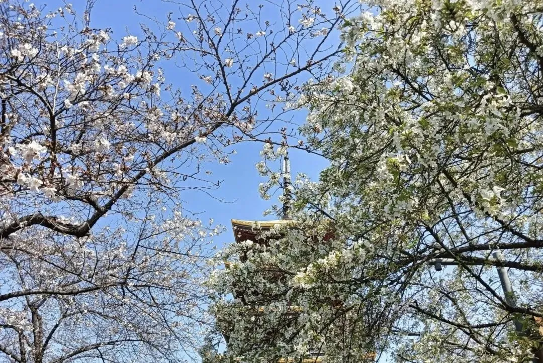 武汉春天最美的十大景点