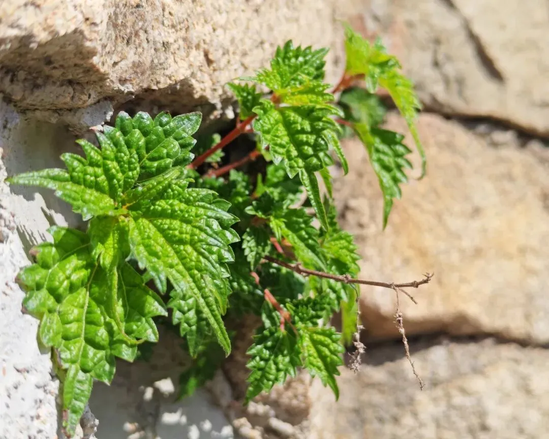 3.12植树节|守护原生态,把春天种进景区