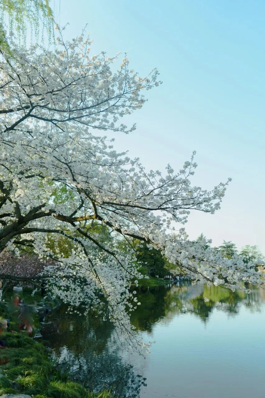 西湖边的春日限定!必须打卡的樱花景点