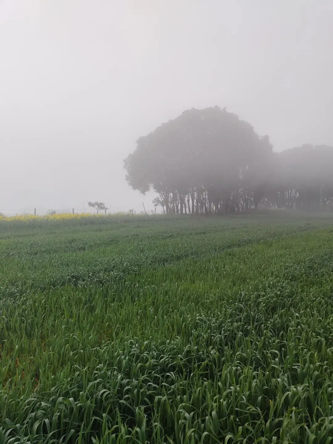 谁懂啊!雾天看乡下,比景区还治愈