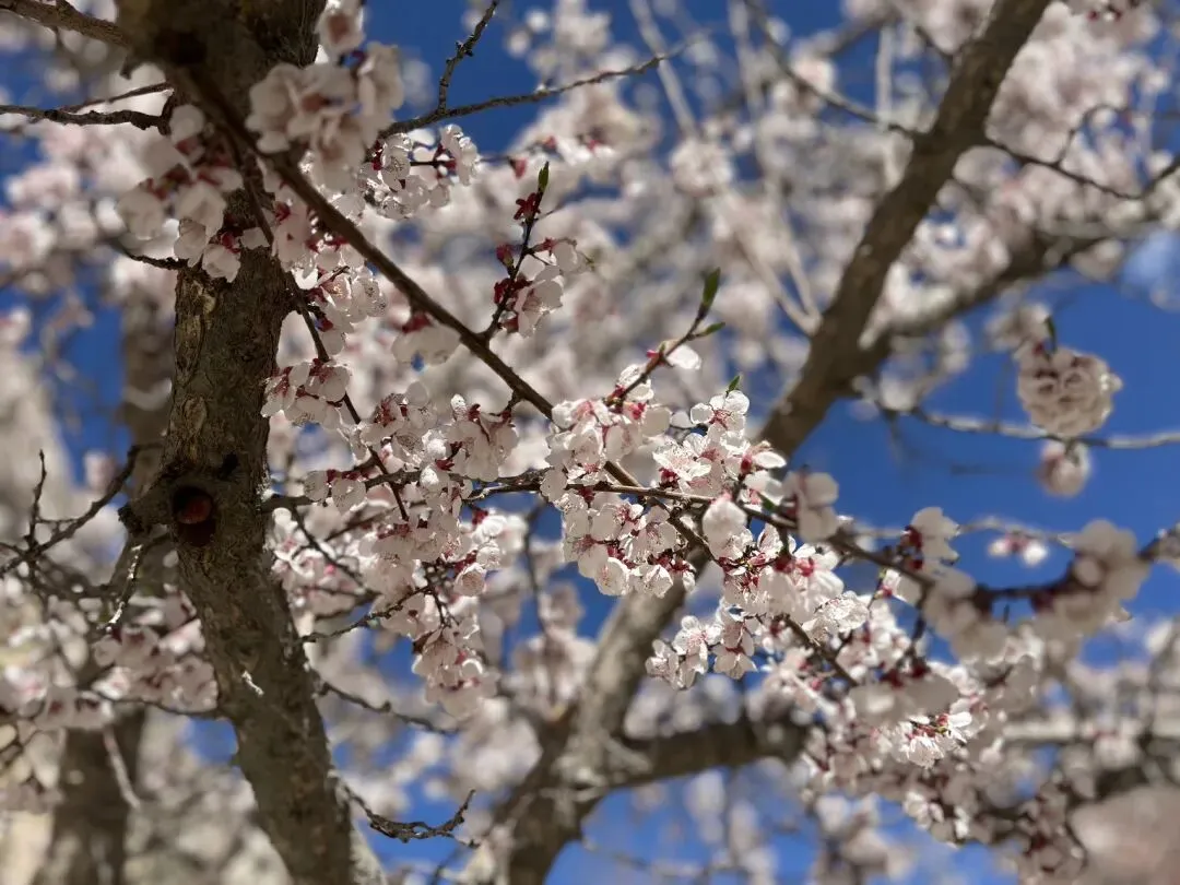 【南疆旅游】跟随春天脚步,去帕米尔找寻最美的杏花