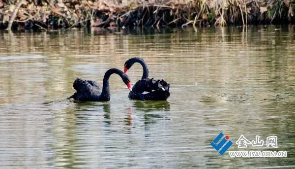 黑天鹅“安家”焦山 成景区新晋打卡点
