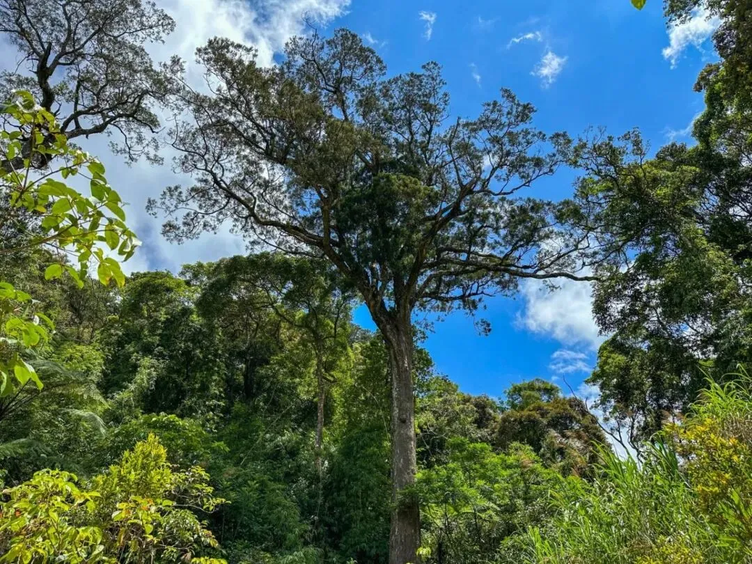 旅游攻略丨赶海拾贝,踏青赏花......错峰来陵水,赴一场春天的约会!
