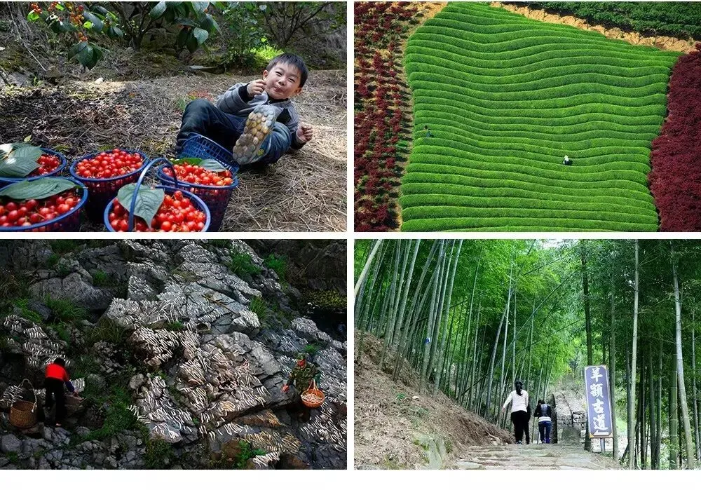 一年游四明山不重样!精品旅游指南来了