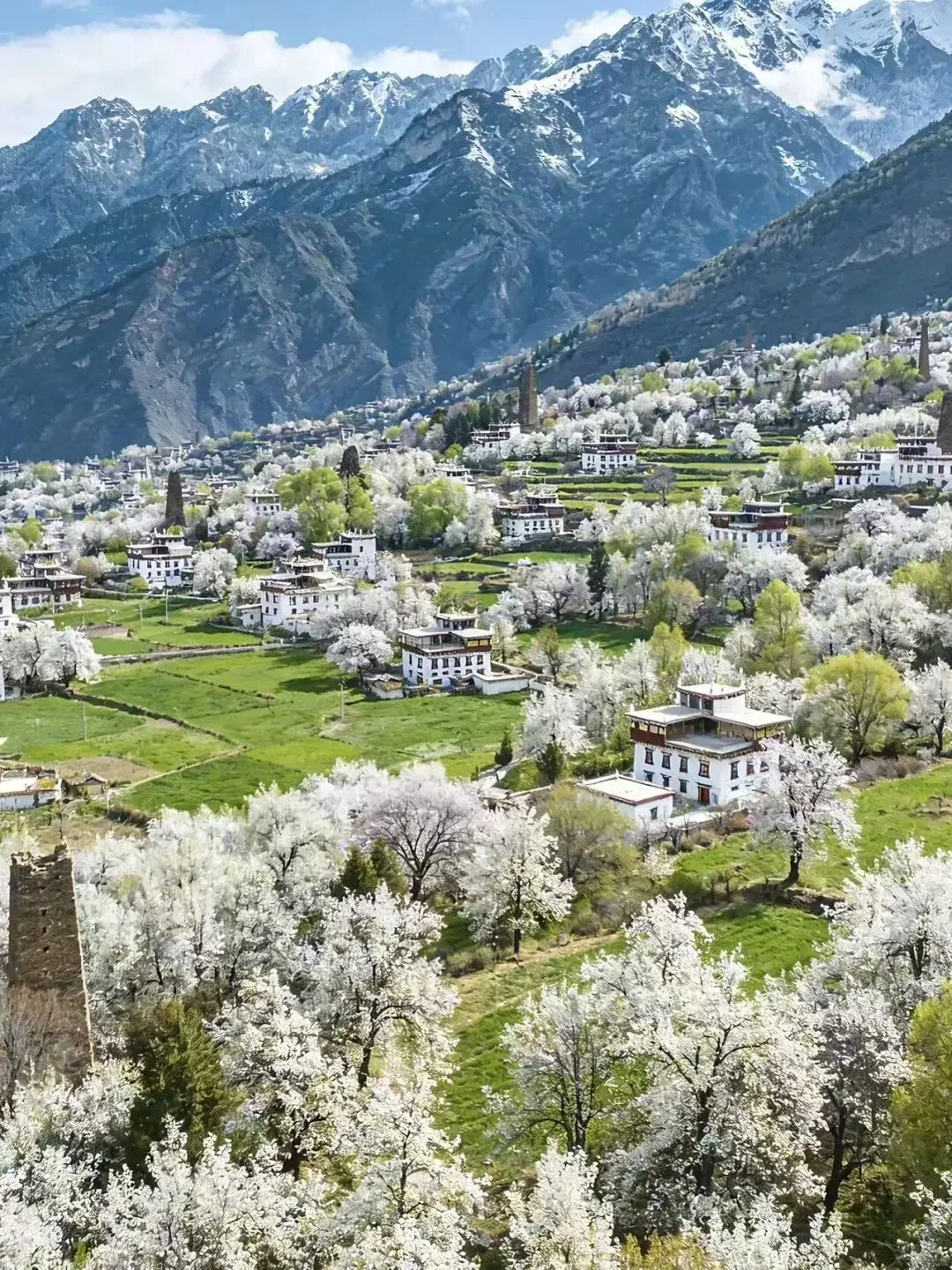 川西旅游小团-金川梨花四日游