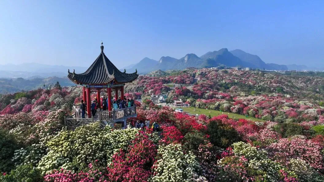 百里杜鹃接待量已饱和!请合理规划行程 | 出行提示