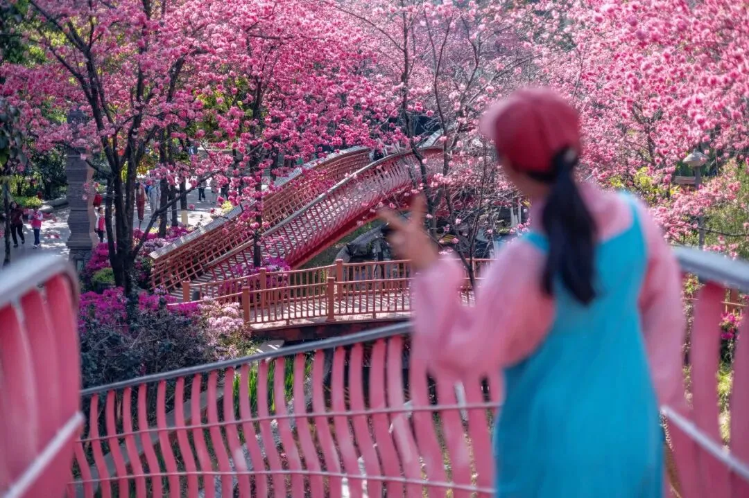 昆明樱花开得最美的小区,比景区还惊艳!