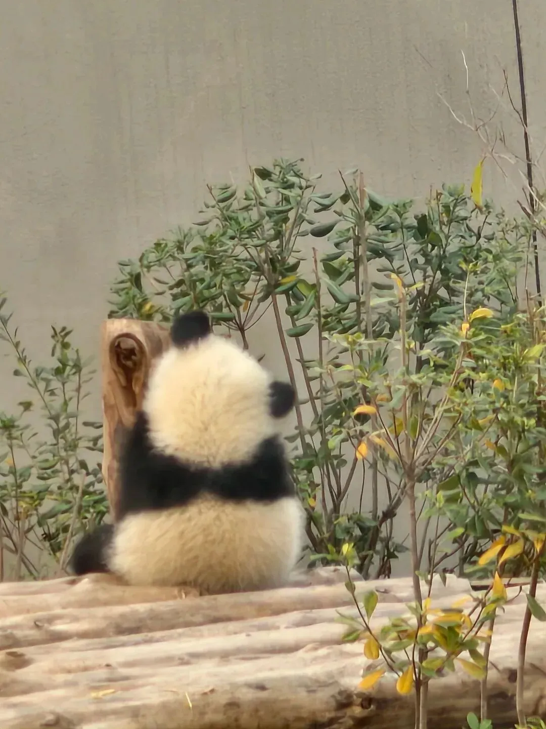 2026 四川旅游测评重磅发布 川途无忧硬核实力登顶成游客首选